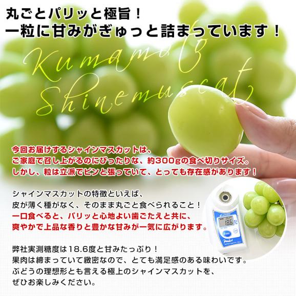 熊本県から産地直送 熊本宇城市の生産者限定 加温ハウス栽培　食べ切りシャインマスカット 合計600g(約300g×2パック) 送料無料 from九州 ぶどう ブドウ 葡萄05