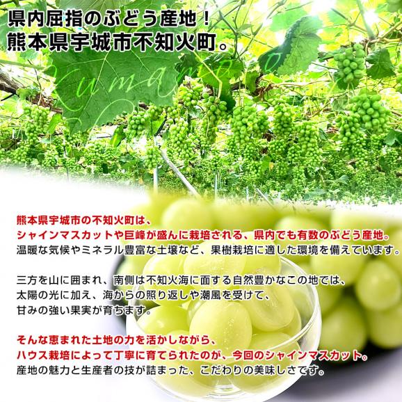 熊本県から産地直送 熊本宇城市の生産者限定 加温ハウス栽培　食べ切りシャインマスカット 合計600g(約300g×2パック) 送料無料 from九州 ぶどう ブドウ 葡萄06