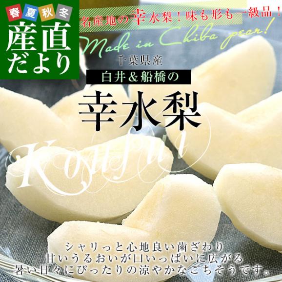 千葉県産 白井＆船橋の幸水梨 優品以上　幸水梨 約2キロ(4から5玉) 送料無料 梨 なし ナシ 幸水 こうすい02