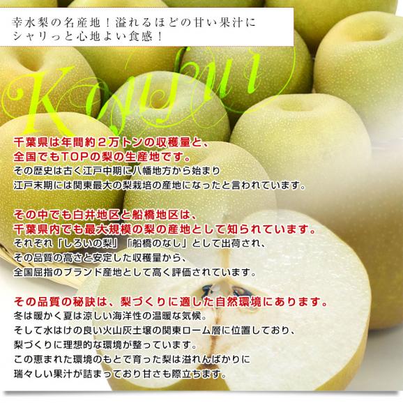 千葉県産 白井＆船橋の幸水梨 優品以上　幸水梨 約2キロ(4から5玉) 送料無料 梨 なし ナシ 幸水 こうすい05
