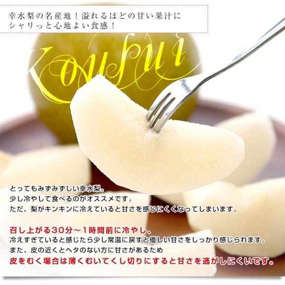 千葉県産 白井＆船橋の幸水梨 優品以上　幸水梨 約2キロ(4から5玉) 送料無料 梨 なし ナシ 幸水 こうすい06
