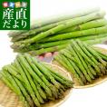 香川県より産地直送 JA香川県アスパラ さぬきのめざめ 夏芽 LからＭサイズ 約1キロ (50本から90本前後)  送料無料 丸亀市他 アスパラガス