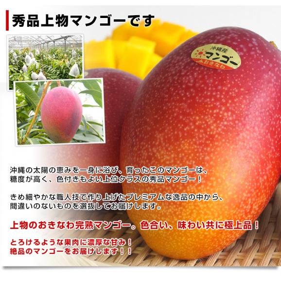 沖縄県産　JAおきなわ 完熟沖縄マンゴー 秀品 2Lから3Ｌサイズ×2玉 合計700g (約350g×2玉) 送料無料 まんごー アップルマンゴー ギフト 夏ギフト お中元 御中元04
