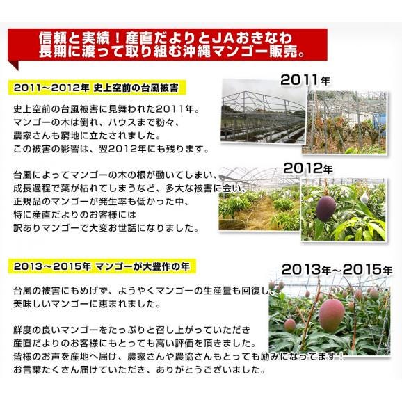 沖縄県産　JAおきなわ 完熟沖縄マンゴー 秀品 2Lから3Ｌサイズ×2玉 合計700g (約350g×2玉) 送料無料 まんごー アップルマンゴー ギフト 夏ギフト お中元 御中元05