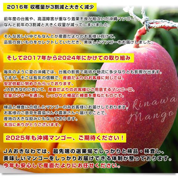 沖縄県産　JAおきなわ 完熟沖縄マンゴー 秀品 2Lから3Ｌサイズ×2玉 合計700g (約350g×2玉) 送料無料 まんごー アップルマンゴー ギフト 夏ギフト お中元 御中元06