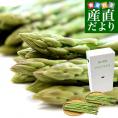 香川県より産地直送 JA香川県アスパラ さぬきのめざめ 夏芽 セミロング（約30センチ）Mサイズ　1キロ入り 送料無料 丸亀市他 30センチアスパラガス