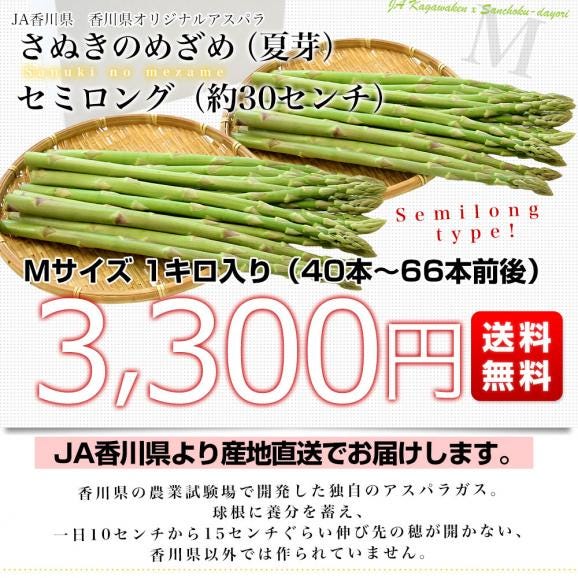 香川県より産地直送 JA香川県アスパラ さぬきのめざめ 夏芽 セミロング（約30センチ）Mサイズ　1キロ入り 送料無料 丸亀市他 30センチアスパラガス03