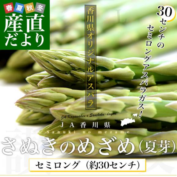 香川県より産地直送 JA香川県アスパラ さぬきのめざめ 夏芽 セミロング（約30センチ）Lサイズ　1キロ入り 送料無料 丸亀市他 30センチアスパラガス02