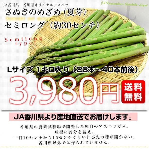 香川県より産地直送 JA香川県アスパラ さぬきのめざめ 夏芽 セミロング（約30センチ）Lサイズ　1キロ入り 送料無料 丸亀市他 30センチアスパラガス03