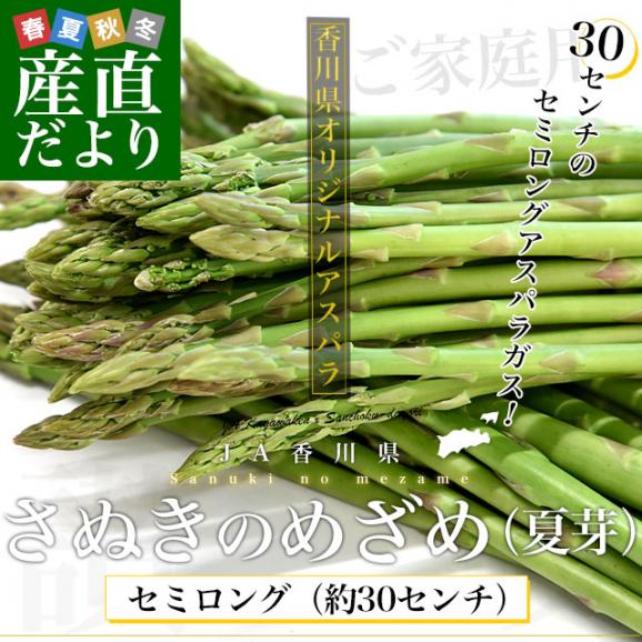 香川県より産地直送 JA香川県アスパラ さぬきのめざめ セミロング 夏芽（約30センチ）訳ありご家庭用（細Aサイズ）1キロ入り 送料無料 丸亀市他 30センチアスパラガス02