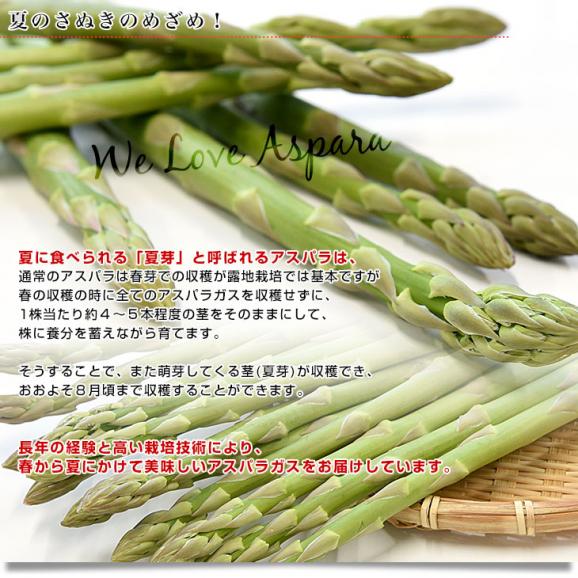 香川県より産地直送 JA香川県アスパラ さぬきのめざめ セミロング 夏芽（約30センチ）訳ありご家庭用（細Aサイズ）1キロ入り 送料無料 丸亀市他 30センチアスパラガス04