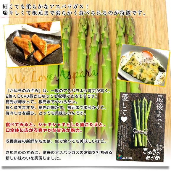 香川県より産地直送 JA香川県アスパラ さぬきのめざめ セミロング 夏芽（約30センチ）訳ありご家庭用（細Aサイズ）1キロ入り 送料無料 丸亀市他 30センチアスパラガス05