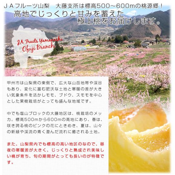 山梨県産 JAフルーツ山梨 大藤支所 大藤の桃 青秀品 約1.8キロ(6玉) 送料無料 もも モモ ピーチ04