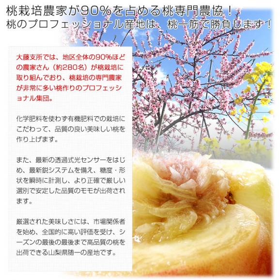 山梨県産 JAフルーツ山梨 大藤支所 大藤の桃 青秀品 約1.8キロ(6玉) 送料無料 もも モモ ピーチ05