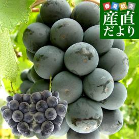山梨県産　JAふえふき御坂支所　大峰（たいほう）約1.2キロ(2房入り)　黒葡萄　送料無料　クール便　ぶどう　ブドウ　葡萄　市場発送