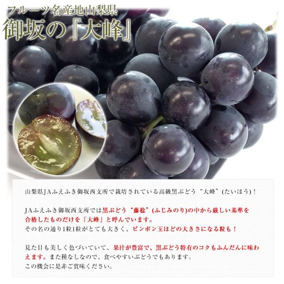 山梨県産　JAふえふき御坂支所　大峰（たいほう）約1.2キロ(2房入り)　黒葡萄　送料無料　クール便　ぶどう　ブドウ　葡萄　市場発送04