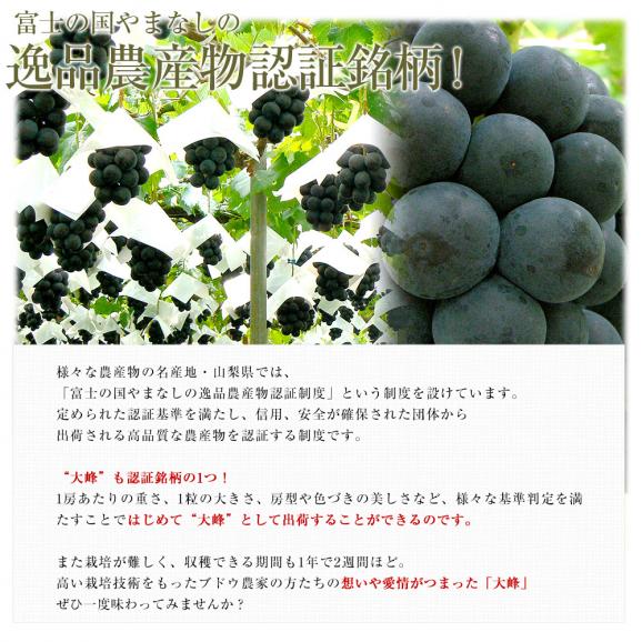 山梨県産　JAふえふき御坂支所　大峰（たいほう）約1.2キロ(2房入り)　黒葡萄　送料無料　クール便　ぶどう　ブドウ　葡萄　市場発送05