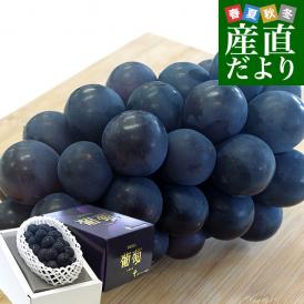 山梨県より産地直送 JAフルーツ山梨 種なし巨峰 秀品 大房1房入り化粧箱 (約550g×1房) 送料無料 葡萄 ぶどう