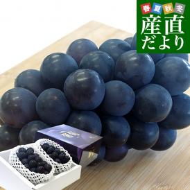 山梨県より産地直送 JAフルーツ山梨 種なし巨峰 秀品 大房2房入り化粧箱 (約550g×2房) 送料無料 葡萄 ぶどう 