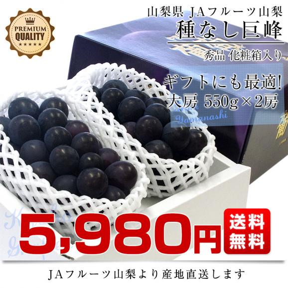 山梨県より産地直送 JAフルーツ山梨 種なし巨峰 秀品 大房2房入り化粧箱 (約550g×2房) 送料無料 葡萄 ぶどう 03
