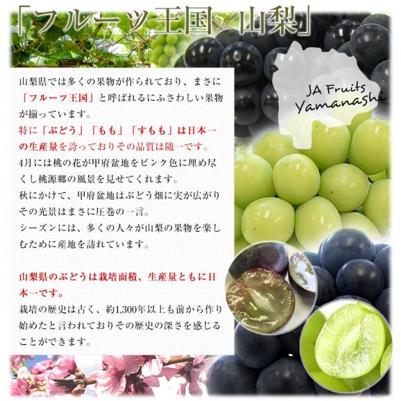 山梨県より産地直送 JAフルーツ山梨 種なし巨峰 秀品 大房2房入り化粧箱 (約550g×2房) 送料無料 葡萄 ぶどう 04