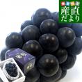 山梨県より産地直送 JAフルーツ山梨 種なしピオーネ 秀品 大房１房入り 化粧箱 (約550g ×１房) 送料無料 葡萄 ぶどう