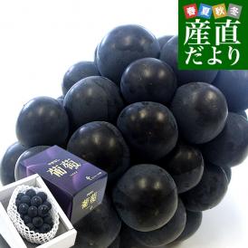 山梨県より産地直送 JAフルーツ山梨 種なしピオーネ 秀品 大房１房入り 化粧箱 (約550g ×１房) 送料無料 葡萄 ぶどう