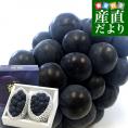 山梨県より産地直送 JAフルーツ山梨 種なしピオーネ 秀品 大房2房入り 化粧箱 (約550g ×2房) 送料無料 葡萄 ぶどうギフト