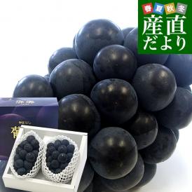 山梨県より産地直送 JAフルーツ山梨 種なしピオーネ 秀品 大房2房入り 化粧箱 (約550g ×2房) 送料無料 葡萄 ぶどうギフト