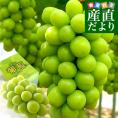 山梨県より産地直送 JAフルーツ山梨 シャインマスカット 秀品 大房1房入り 化粧箱 (約550g×1房)  送料無料 葡萄 ぶどう
