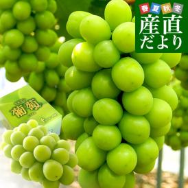 山梨県より産地直送 JAフルーツ山梨 シャインマスカット 秀品 大房1房入り 化粧箱 (約550g×1房)  送料無料 葡萄 ぶどう