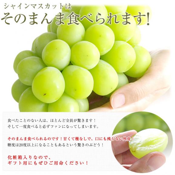 山梨県より産地直送 JAフルーツ山梨 シャインマスカット 秀品 大房1房入り 化粧箱 (約550g×1房)  送料無料 葡萄 ぶどう04