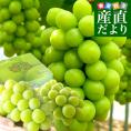 山梨県より産地直送 JAフルーツ山梨 シャインマスカット 秀品 大房2房入り 化粧箱 (約550g×2房)  送料無料 葡萄 ぶどう