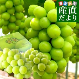 山梨県より産地直送 JAフルーツ山梨 シャインマスカット 秀品 大房2房入り 化粧箱 (約550g×2房)  送料無料 葡萄 ぶどう