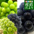 山梨県より産地直送 JAフルーツ山梨 シャインマスカット＆ピオーネ 2種セット 秀品 大房2房入 化粧箱 (約550g×2房）送料無料 