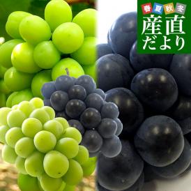 山梨県より産地直送 JAフルーツ山梨 シャインマスカット＆ピオーネ 2種セット 秀品 大房2房入 化粧箱 (約550g×2房）送料無料 