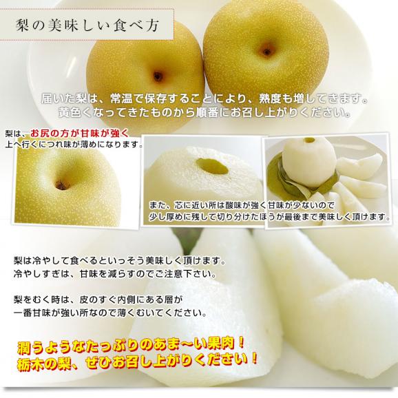 栃木県産 「梨」 品種：豊水 約2キロ (5玉から6玉) 送料無料 なし ナシ 豊水梨 ほうすい06