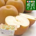 栃木県産 「梨」 品種：あきづき 約2キロ (5玉から6玉) 送料無料 なし ナシ あきづき梨 秋月
