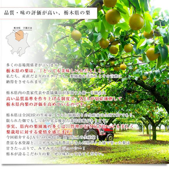 栃木県産 「梨」 品種：あきづき 約2キロ (5玉から6玉) 送料無料 なし ナシ あきづき梨 秋月05