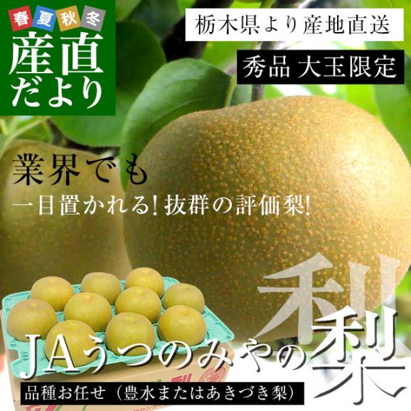 栃木県より産地直送 JAうつのみやの梨 大玉限定 品種おまかせ(豊水またはあきづき) 4Lサイズ以上 秀品 約5キロ (7玉から12玉) 送料無料02