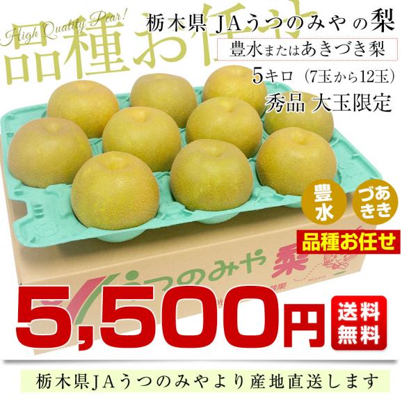 栃木県より産地直送 JAうつのみやの梨 大玉限定 品種おまかせ(豊水またはあきづき) 4Lサイズ以上 秀品 約5キロ (7玉から12玉) 送料無料03