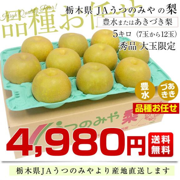 栃木県より産地直送 JAうつのみやの梨 大玉限定 品種お任せ（豊水またはあきづき梨）4Lサイズ以上 秀品 約5キロ (7玉から12玉) 送料無料 03