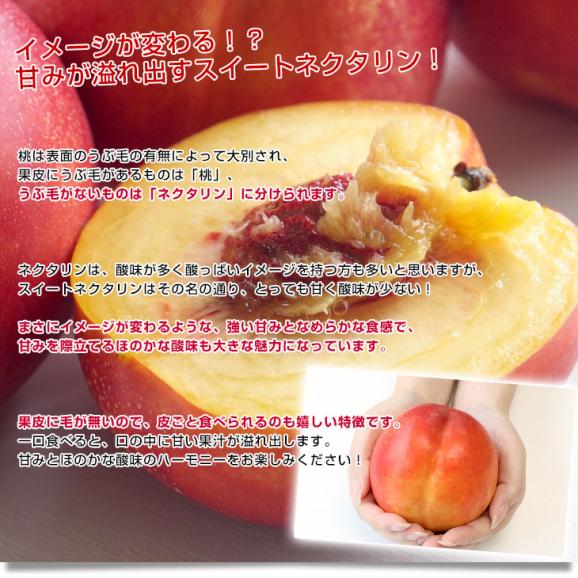 山梨県産 JAフルーツ山梨 塩山支所 スイートネクタリン(品種：黎明・黎王) 秀品 Lサイズから2Lサイズ 約1.5キロ（7玉から8玉）送料無料 桃 もも モモ 黄肉系04