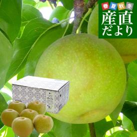 熊本県産 JA熊本果実連 秋麗梨 （しゅうれいなし） 約2キロ（5玉から6玉） ナシ なし 送料無料