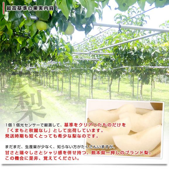 熊本県産 JA熊本果実連 秋麗梨 （しゅうれいなし） 約2キロ（5玉から6玉） ナシ なし 送料無料05