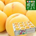 山形県から産地直送 JAてんどう 山形の黄桃 晩成品種 (品種：黄貴妃・きららのきわみ他) 秀品 約3キロ (8玉から12玉) 送料無料 桃 モモ もも