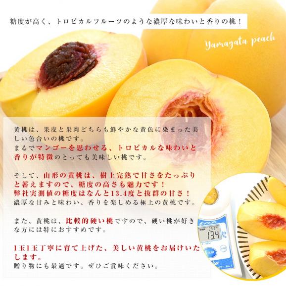 山形県から産地直送 JAてんどう 山形の黄桃 晩成品種 (品種：黄貴妃・きららのきわみ他) 秀品 約3キロ (8玉から12玉) 送料無料 桃 モモ もも04