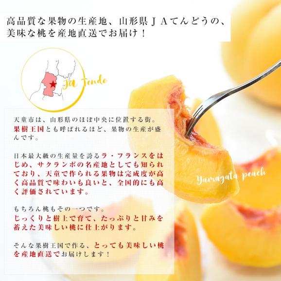 山形県から産地直送 JAてんどう 山形の黄桃 晩成品種 (品種：黄貴妃・きららのきわみ他) 秀品 約3キロ (8玉から12玉) 送料無料 桃 モモ もも06
