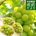 長野県産 シャインマスカット　約1,5キロ（３房）送料無料 ぶどう ブドウ 種なしぶどう