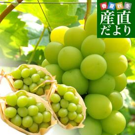 長野県産 シャインマスカット　約1,5キロ（３房）送料無料 ぶどう ブドウ 種なしぶどう